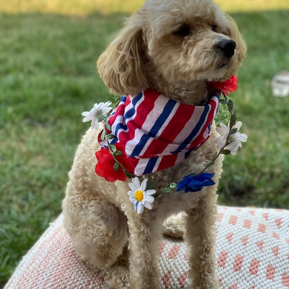 Meet your Posher, Lo - Picture 2 of 6